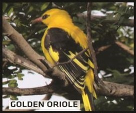 Golden Oriole